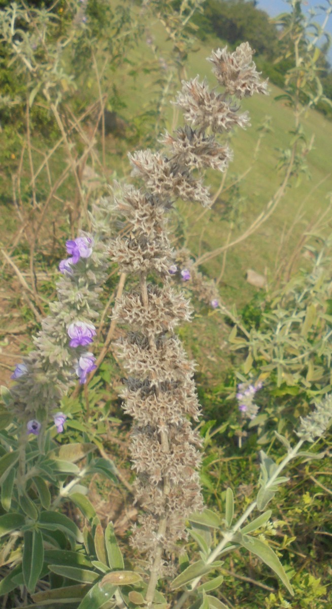 Anisomeles malabarica (L.) R.Br.